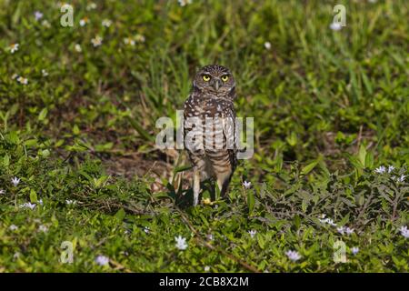 Neugierige eingrabende Eule steht hoch und aufrecht in grünem Gras mit weißen Blumen in Cape Coral, Florida punktiert Stockfoto