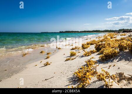 Algen am tropischen Xcacel Strand an der Karibikküste. Wunderschöne tropische Landschaft, Quintana Roo, Mexiko. Stockfoto