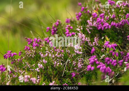 Schottische Heidekraut in voller Blüte, was für einen schönen, unscharfen natürlichen Hintergrund. Stockfoto