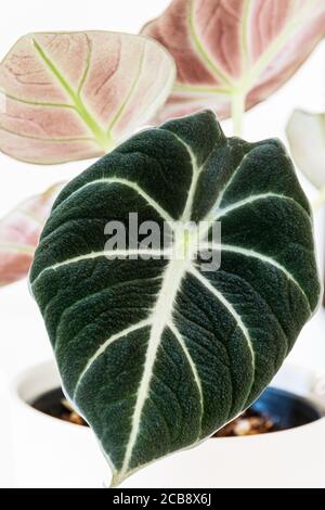 Alocasia reginula 'black Velvet' Blatt. Tropische Topfpflanze auf weißem Hintergrund. Exotisch trendige Zimmerpflanzen Detail. Stockfoto