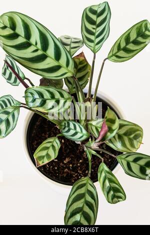 Gebetspflanze (ctenanthe burlee marxii amabilis, nie Pflanzen). Draufsicht auf eine Gebetspflanze auf weißem Hintergrund. Stockfoto