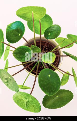 Draufsicht auf eine chinesische Geldanlage (pilea peperomioides), die attraktive grüne Rosetten bildet. Markante Zimmerpflanze auf weißem Hintergrund. Stockfoto