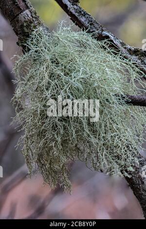 Fishbone Bart Flechte (Usnea Filipendula) Stockfoto