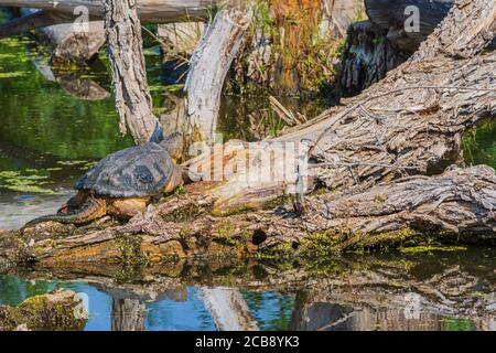 Gewöhnliche Schnappschildkröte, die sich morgens im Sonnenlicht auf einem teilweise untergetauchten Baumstamm aus Baumwollholz in Feuchtgebieten sonnt, Castle Rock Colorado USA. Stockfoto