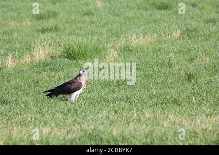 Das wunderschöne Swainson's Hawk liegt in einem grasbewachsenen Farmfeld der Santa Cruz Flats in Arizona. Stockfoto