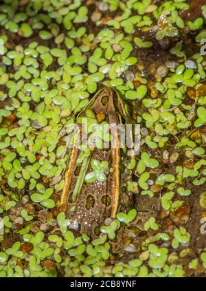 Plains Leopardenfrosch (Lithobates blairi) versteckt sich unter Entenküken in Sumpfgebieten, Castle Rock Colorado USA. Foto aufgenommen im August. Stockfoto