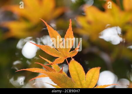 acer palmatum, gelb-orange gefärbtes Blatt eines japanischen Ahornblattes Stockfoto