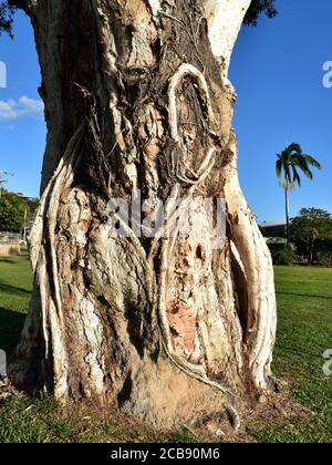 Ein ungewöhnlicher Baumstamm mit vielen verdrehten Wurzeln Und das Nest einer Ameise zeigt Stockfoto