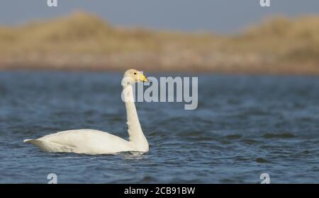 Whooper Swan auf Beacon Teiche, bevor es auf seine begibt Nordgebundene Migration nach Island zur Zucht Stockfoto