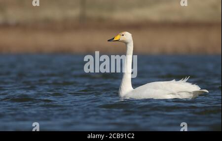 Whooper Swan auf Beacon Teiche, bevor es auf seine begibt Nordgebundene Migration nach Island zur Zucht Stockfoto