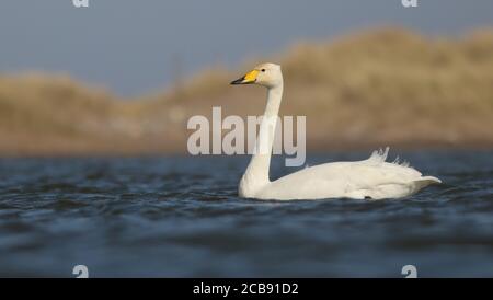 Whooper Swan auf Beacon Teiche, bevor es auf seine begibt Nordgebundene Migration nach Island zur Zucht Stockfoto