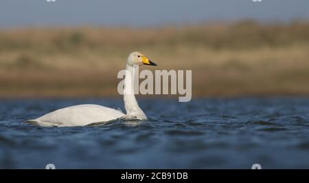 Whooper Swan auf Beacon Teiche, bevor es auf seine begibt Nordgebundene Migration nach Island zur Zucht Stockfoto