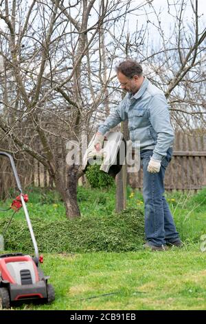 Der Mensch gießt aus dem beschnittenen Gras unter einen Baum Um den Boden zu düngen Stockfoto