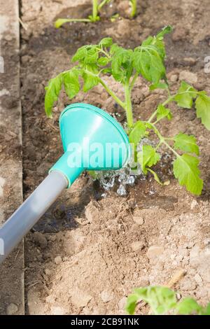Frisch gepflanzte Tomatensämlinge werden aus einer Gießkanne im Gewächshaus gegossen Stockfoto