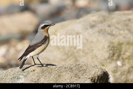 Weizenrasen füttern auf Insekten zwischen den Felsen an Spurn Point Stockfoto