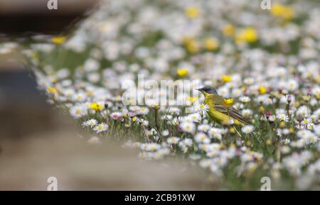 Ein seltener Graukopfwagtail, eine Rasse von Gelbkopfwagtail, die sich in den Paddocks zwischen Kilnsea und Easington ernährt Stockfoto