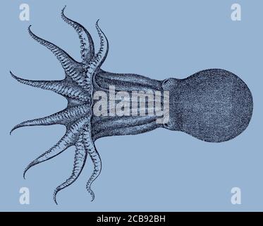 Abgerundeter Oktopus, Bentheledon Rotunde aus dem Antarktischen Ozean in der Draufsicht, nach einer antiken Illustration aus dem 19. Jahrhundert. Kann in Ebenen bearbeitet werden Stock Vektor