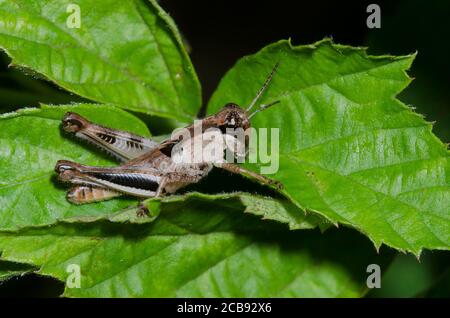 Der keeler Sporn - Kehle Heuschrecke, Melanoplus keeleri, Nymphe Stockfoto