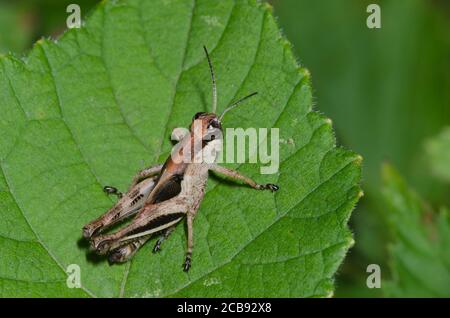 Der keeler Sporn - Kehle Heuschrecke, Melanoplus keeleri, Nymphe Stockfoto