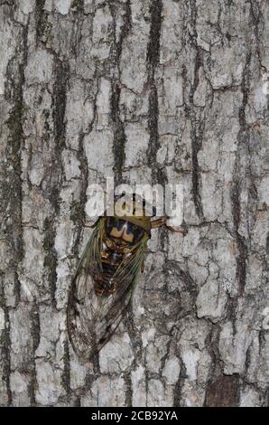 Westliche Dämmerung singen Cicada, Megatibicen resh Stockfoto