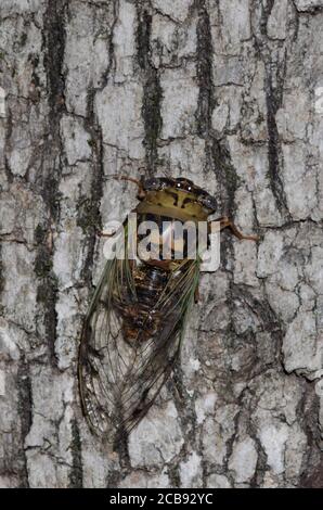 Westliche Dämmerung singen Cicada, Megatibicen resh Stockfoto