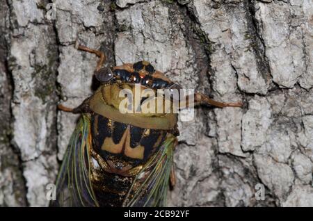 Westliche Dämmerung singen Cicada, Megatibicen resh Stockfoto