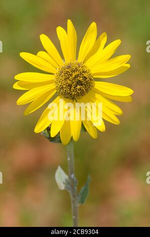 Ashy Sonnenblume, Helianthus Mollis Stockfoto