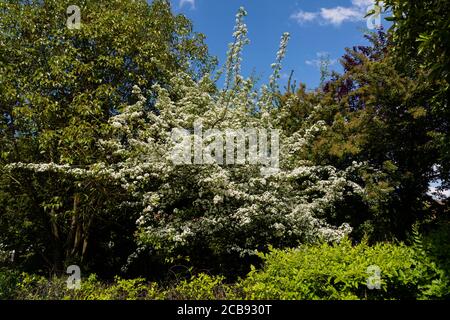 Vogelkirsche Baum in einem Park Stockfoto