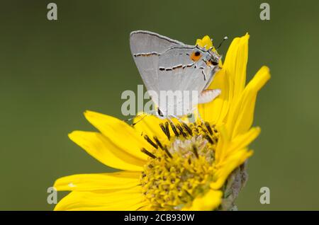 Grauer Hairstreak, Strymon melinus, Nektarierung aus Ashy Sonnenblume, Helianthus mollis Stockfoto