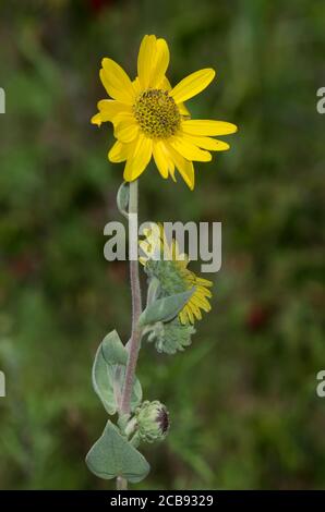 Ashy Sonnenblume, Helianthus Mollis Stockfoto