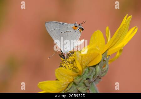 Grauer Hairstreak, Strymon melinus, Nektarierung aus Ashy Sonnenblume, Helianthus mollis Stockfoto