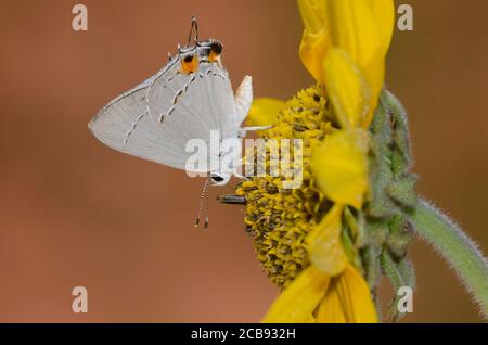 Grauer Hairstreak, Strymon melinus, Nektarierung aus Ashy Sonnenblume, Helianthus mollis Stockfoto