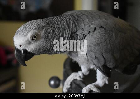Ein African Grey Papagei in einem Haus auf der Oberseite thront Ihres Käfigs Stockfoto