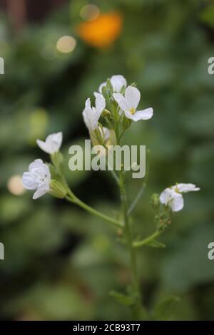 Bio-Garten Garten von Rettich Blumen, Raphanus, wächst in einem städtischen Garten Chicago. Stockfoto