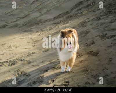 Schöne junge weibliche rauh beschichtete Collie Dod zu Fuß auf der Sanddünen am Strand Stockfoto