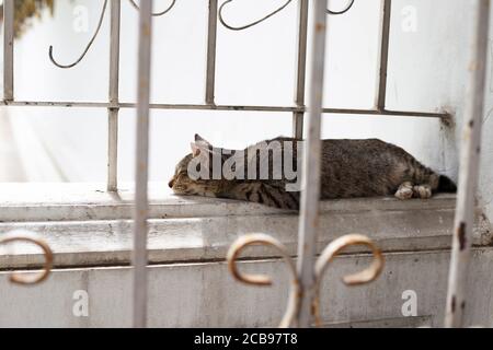 Katze schläft auf der Zementwand. Stockfoto