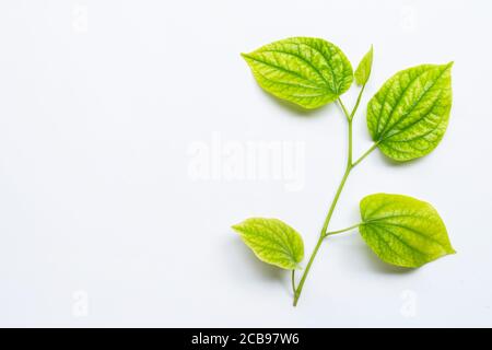 Piper sarmentosum oder Wildbetal Blattbusch auf weißem Hintergrund. Stockfoto