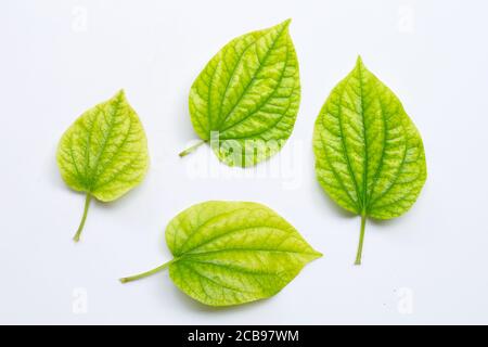 Piper sarmentosum oder Wildbetal Blattbusch auf weißem Hintergrund. Stockfoto