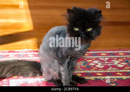 Rasierte junge reinrasierte Perserkatze, nachdem sie rasiert werden muss Zum Entfernen der Matten Stockfoto