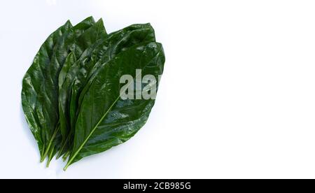 Noni oder Morinda Citrifolia Blätter auf weißem Hintergrund. Stockfoto