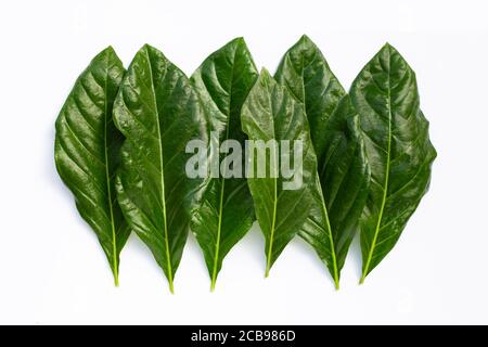 Noni oder Morinda Citrifolia Blätter auf weißem Hintergrund. Stockfoto