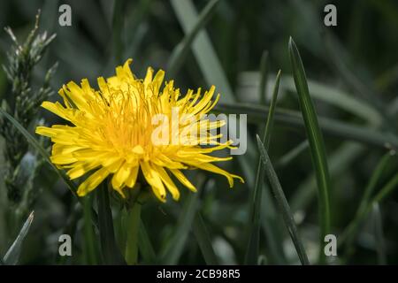 Gelbe Löwenzahn Blume Nahaufnahme. Blütenblätter wachsen unter grünem Gras auf dem Rasen. Stockfoto