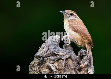 Ein Carolina-Wren, der auf einem Stumpf thront Stockfoto