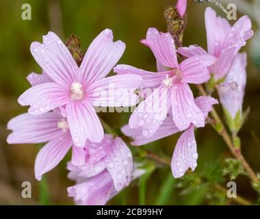 Malva bedeckt mit Regentropfen in Blüte. Stockfoto