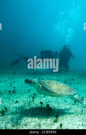 Taucher interagieren mit der Tierwelt im Riff der mexikanischen karibik, Riviera Maya. Mexiko. Stockfoto