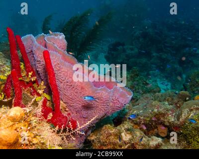 Schwämme aus den Korallenriffen der mesoamerikanischen Barriere. Maya Riviera, Mexikanische Karibik. Stockfoto