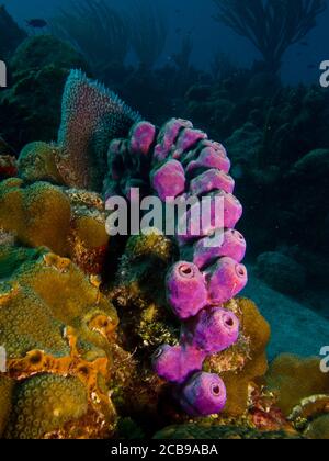 Schwämme aus den Korallenriffen der mesoamerikanischen Barriere. Maya Riviera, Mexikanische Karibik. Stockfoto