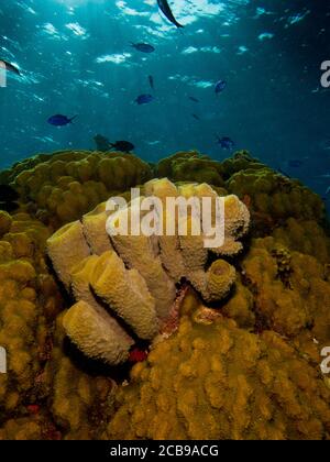 Schwämme aus den Korallenriffen der mesoamerikanischen Barriere. Maya Riviera, Mexikanische Karibik. Stockfoto