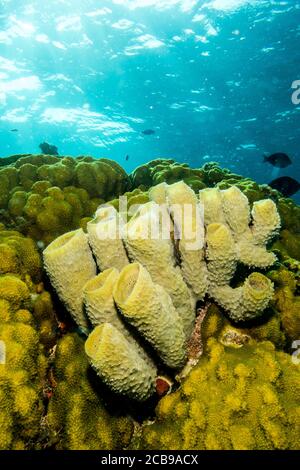 Schwämme aus den Korallenriffen der mesoamerikanischen Barriere. Maya Riviera, Mexikanische Karibik. Stockfoto