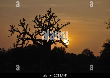 Die Sonne scheint in den Zweigen von gefangen zu werden A ein Baobab, wie es über die afrikanische Ebene steigt Stockfoto
